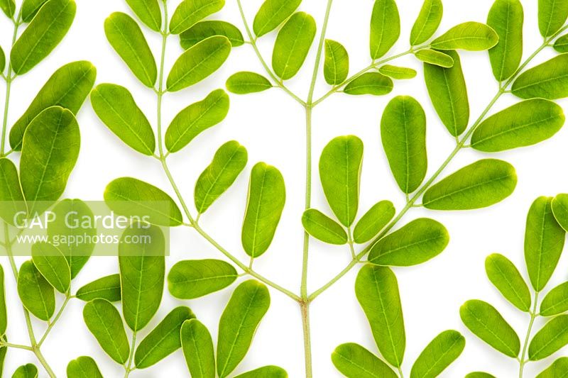 Moringa oleifera - Indian Drumstick tree or The Horseradish tree leaves
