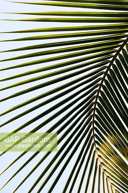 Cocos nucifera - Coconut Palm tree leaf
