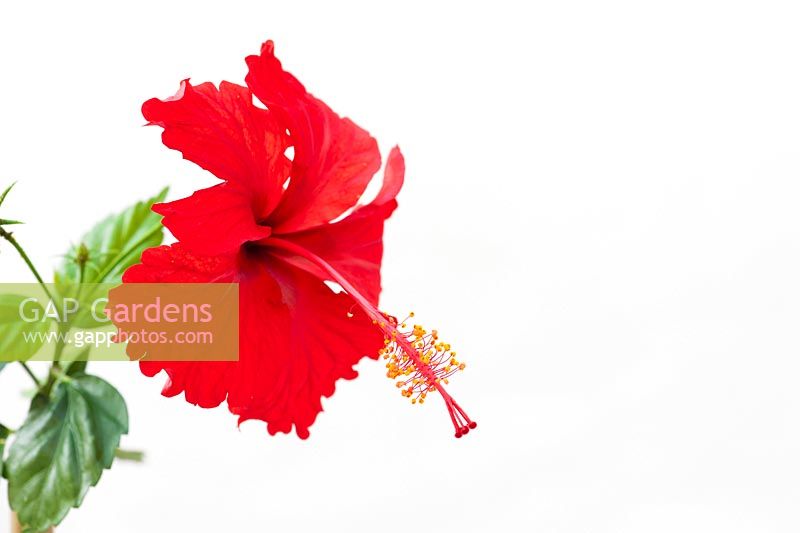 Hibiscus Rosa Sinensis - Red Hibiscus