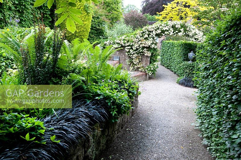 Ferns growing in border at Preen Manor, Shropshire