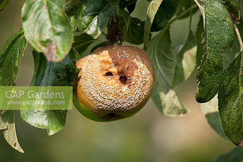 Sclerotina fructigena - Brown rot on Apple