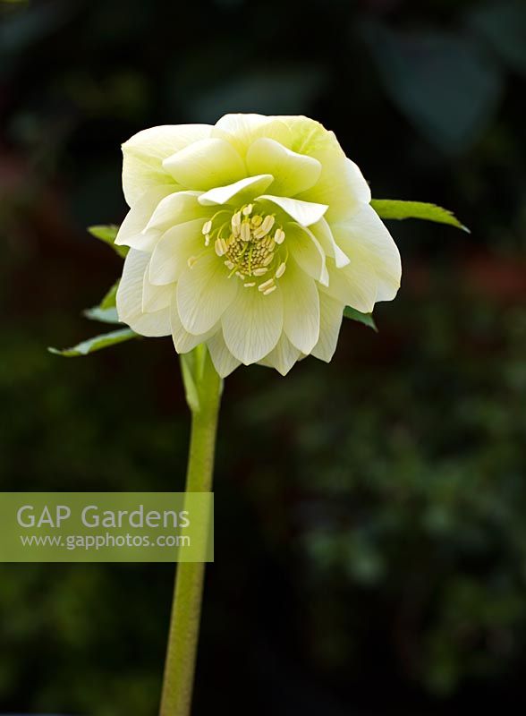 Double-yellow Hellebore, Hadlow College, Kent have been researching and cross-breeding this plant species
 