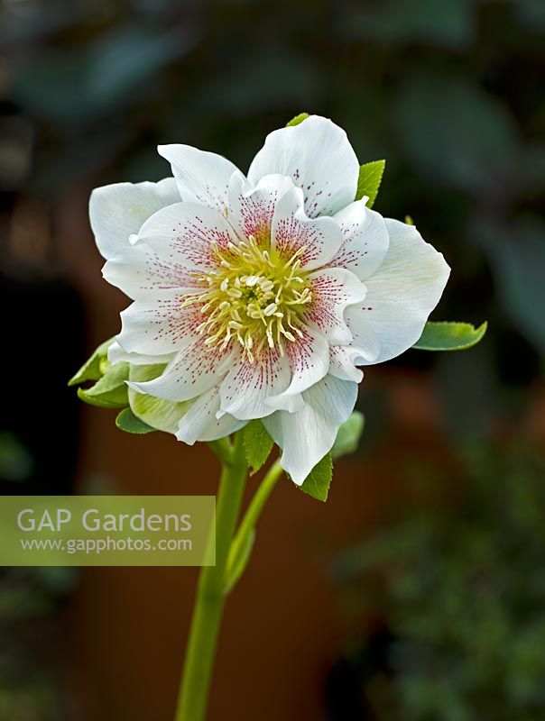 Double-frilled white speckled Hellebore, Hadlow College, Kent have been researching and cross-breeding this plant species
 