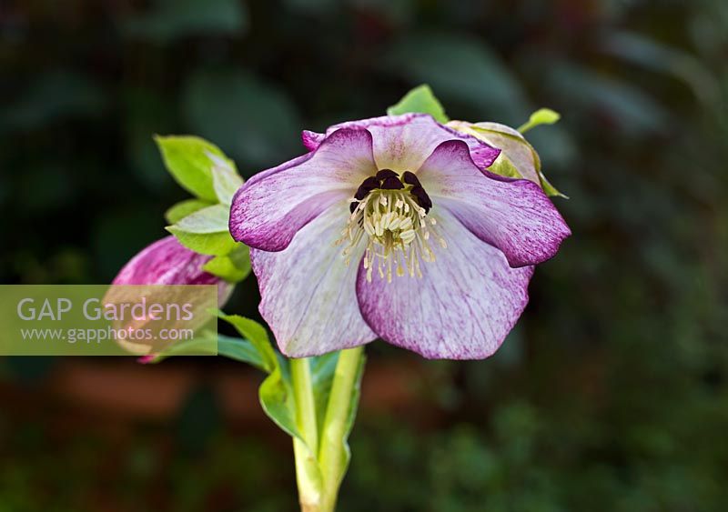 Purple-flush Hellebore. Hadlow College, Kent  have been researching and cross-breeding this plant species