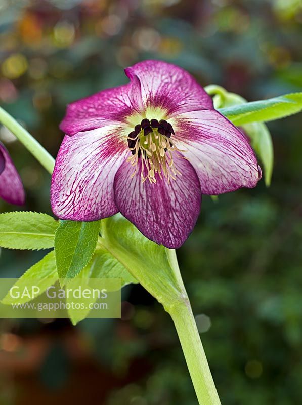 Star-shaped purple butterfly-veined Hellebore.  Hadlow College, Kent have been researching and cross-breeding this plant species