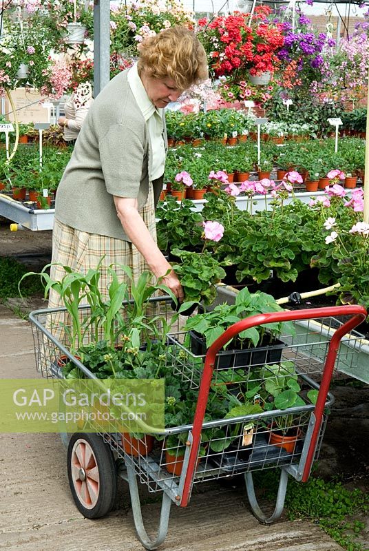 Woman selecting plants to purchase and placing them in trolley. Ladybird Nurseries, Snape, Suffolk