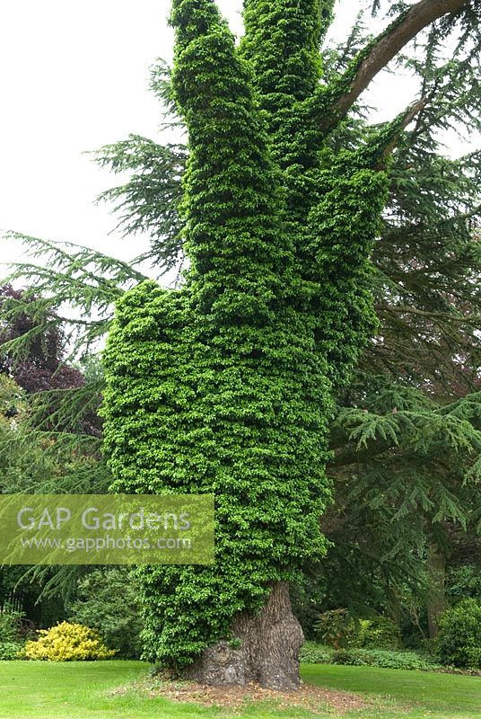 Mature Cedar tree heavily clad with Ivy