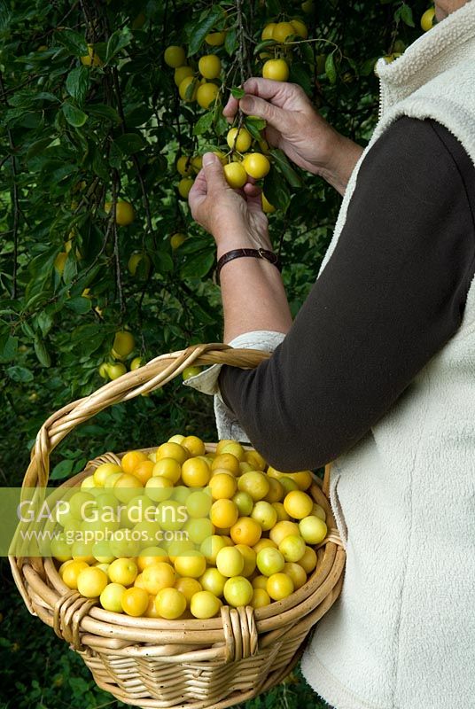 Woman picking wild 'Mirabelle' Plums growing in hedgerow
