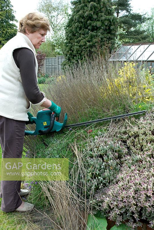 Woman using electric hedge trimmer in early Spring to cut back dead Lavender heads from previous year