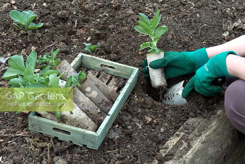 Broad beans grown in cardboard tubes being transplanted in to open bed