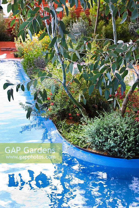 Blue painted pool with Eucalyptus - 'The Australian Garden presented by the Royal Botanic Gardens Melbourne' - Gold Medal Winner, RHS Chelsea Flower Show 2011  