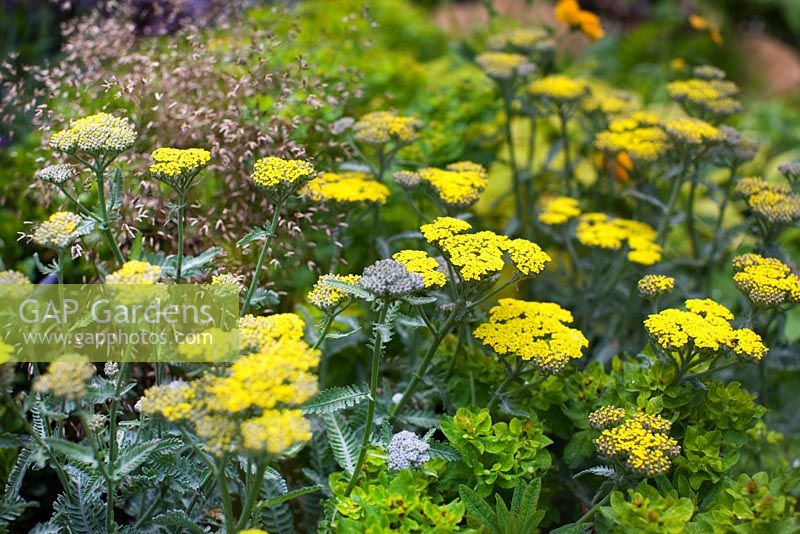 Achillea 'Mondpagode', Briza media and Euphorbia polychroma - 'The Art of Yorkshire Garden', RHS Chelsea Flower Show 2011