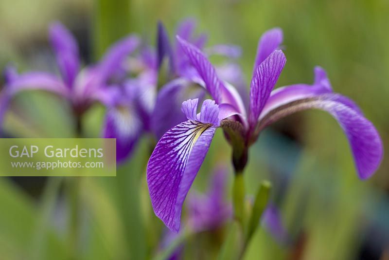 Iris versicolour 'Algonquin'