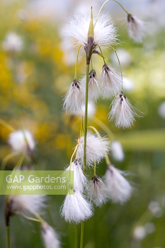 Eriophorum latifolium - Broadleaved Cotton Grass