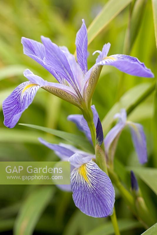 Iris virginica shrevei - Blue Flag Iris