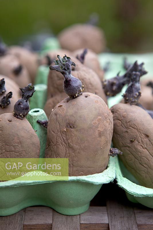 Chitting seed Potatoes, March
