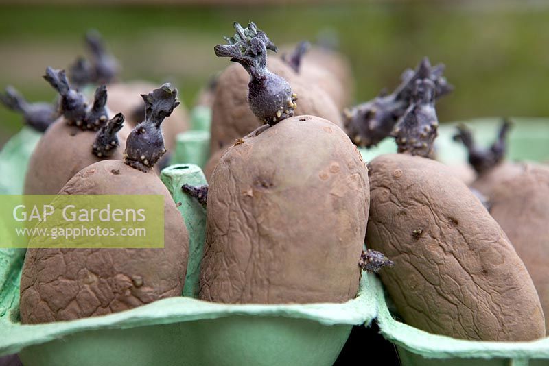 Chitting seed Potatoes, March
