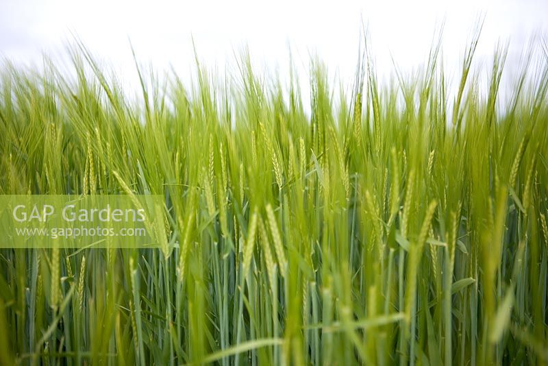 Young Hordeum - Barley
