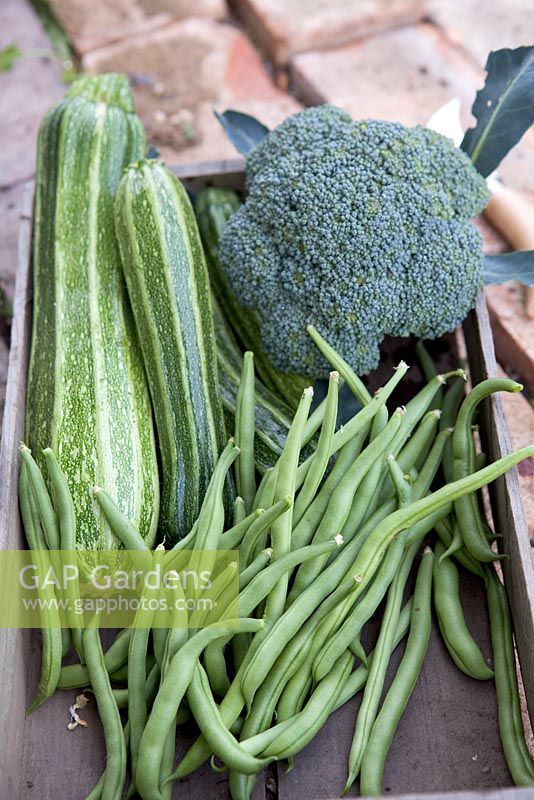 Courgette 'Romanesco', Climbing French Bean 'Blue Lake' and Broccoli 'Ironman' in wooden crate