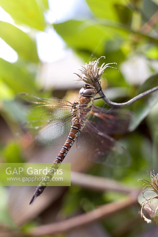 Dragonfly resting on Clematis seedhead