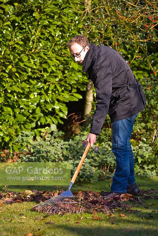 Raking autumn leaves from lawn