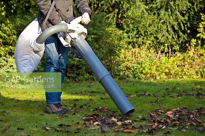 Using leaf vacuum to remove leaves from the lawn in autumn