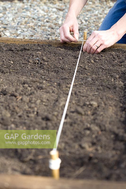 Using string line to mark out vegetable bed for planting Cabbages 'Savoy Estoril F1'