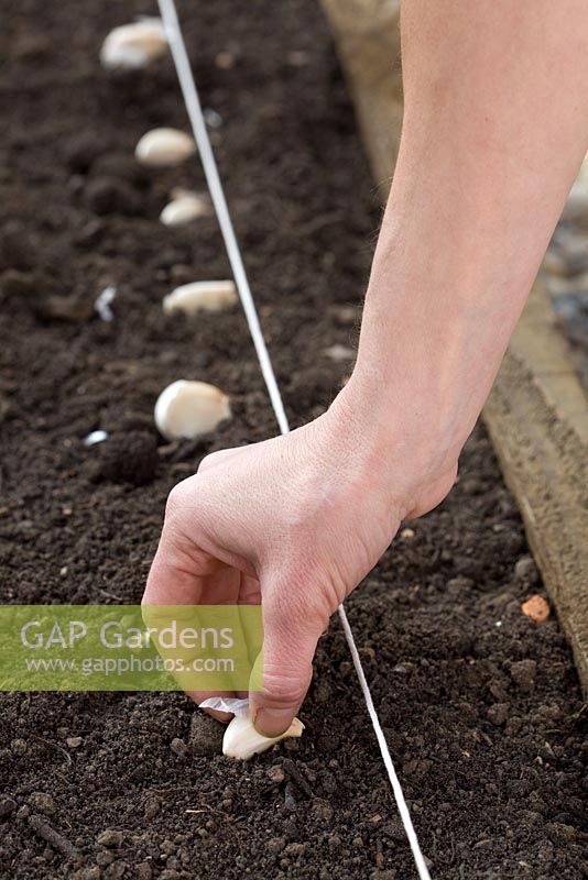 Planting Garlic 'Arno' - Spacing out bulbs