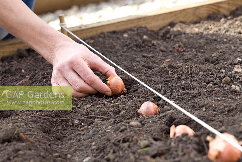 Planting Shallots 'Red Sun' - Spacing out at the correct ditance on the surface