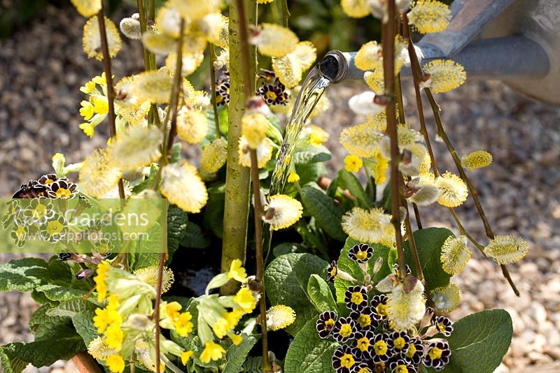 Planting spring container with Salix caprea, Primula veris and Primula 'Gold Lace' - The finished container