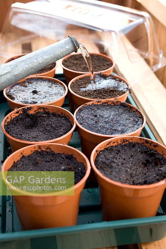 Sowing Tomatoes 'Moneymaker' in greenhouse and covering with plastic propagator - Watering in