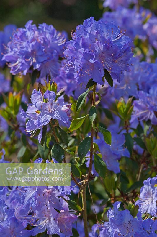 Rhododendron augustinii, electra group