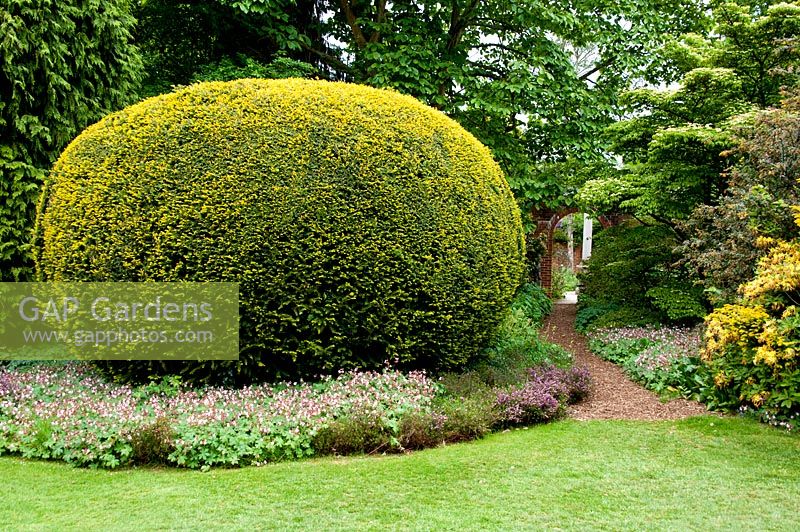 Topiary and Geranium macrorrhizum - Great Comp Gardens, Kent