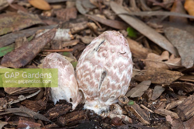 Coprinopsis picacea - Magpie inkcap, newly emerged from woodland floor amongst bark chippings at RHS Wisley gardens, Surrey