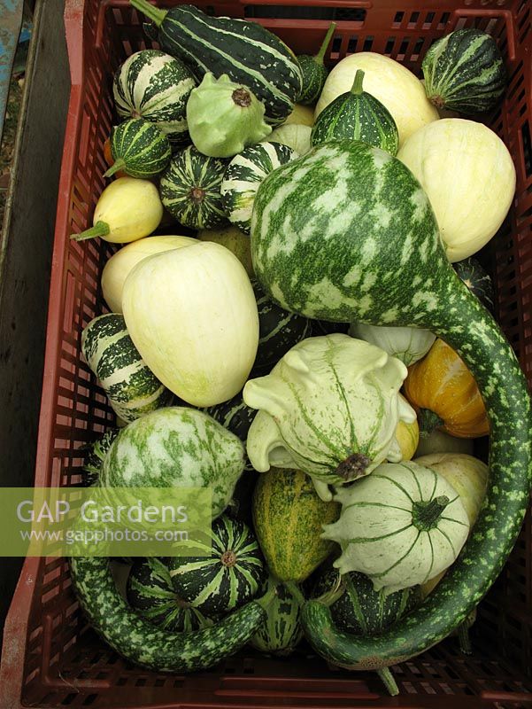Harvested ornamental gourds - Swans neck gourds, Ornamental gourds 'Crown of Thorns' and 'Small Fruited Mixed'                          