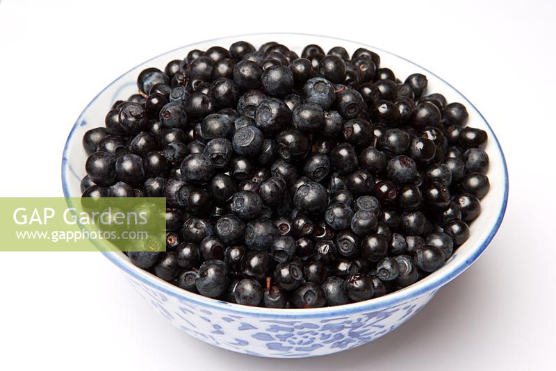 Vaccinium myrtillus - Wild, English Bilberries in a bowl