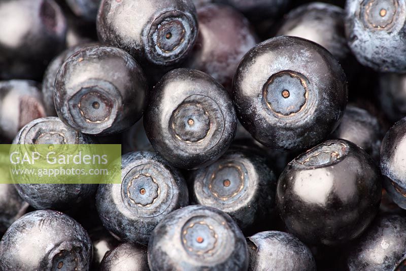 Vaccinium myrtillus - Wild, English Bilberry
