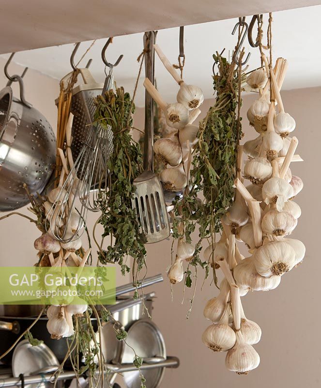 Garlic and herbs hanging in kitchen