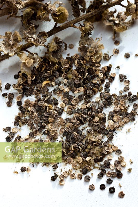 Alcea rosea - hollyhock seeds 