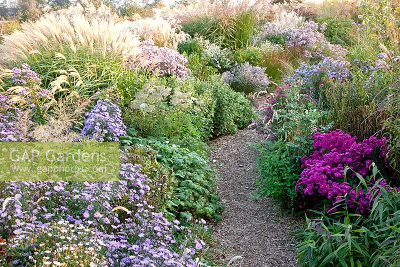 Gravel path through beds of Molinia, Miscanthus sinensis 'Werner Neufliess', Miscanthus 'Beth Chatto', Aster, Rosa 'Sieger', Aster vivimeus 'Lovely' and Aster novi-belgii 'Neron' - Jacobs Nursery