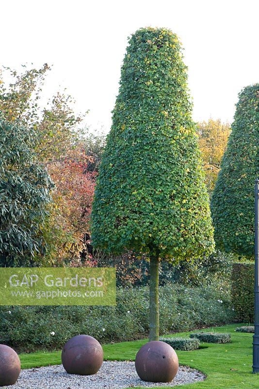 Acer campestre - Maple topiary in formal garden 