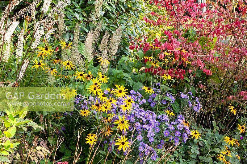 Rudbeckia, Aster and Euonymus alatus in mixed late summer border 