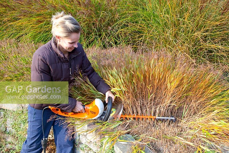 Woman using electric hedge trimmers to cut back grasses 