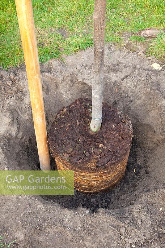 Step by Step - tree in position for planting 