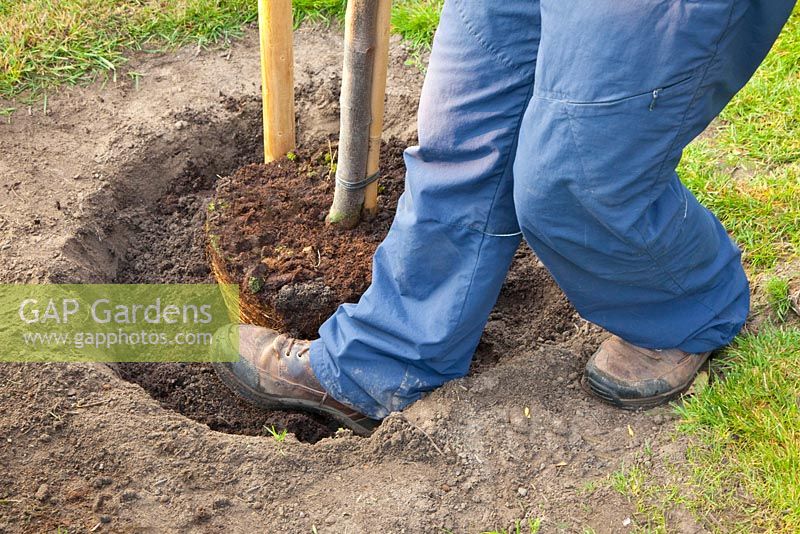 Step by Step - Planting a quince tree - adding to hole and firming soil 