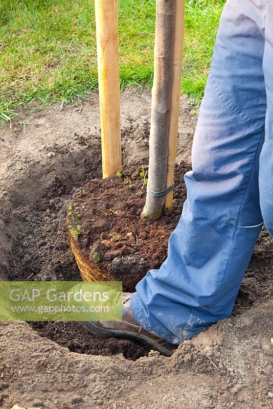 Step by Step - Planting quince tree - adding soil to hole and firming with feet 