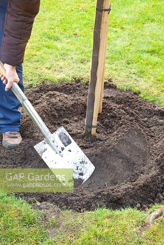 Step by Step - planting quince tree - creating irrigation wall using spade and soil 