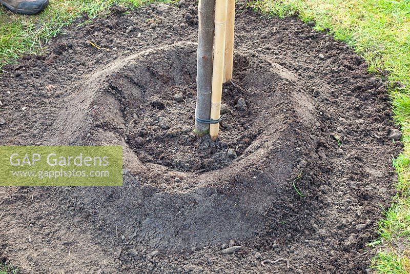 Step by Step - planting quince tree - ridge made for irrigation aid 