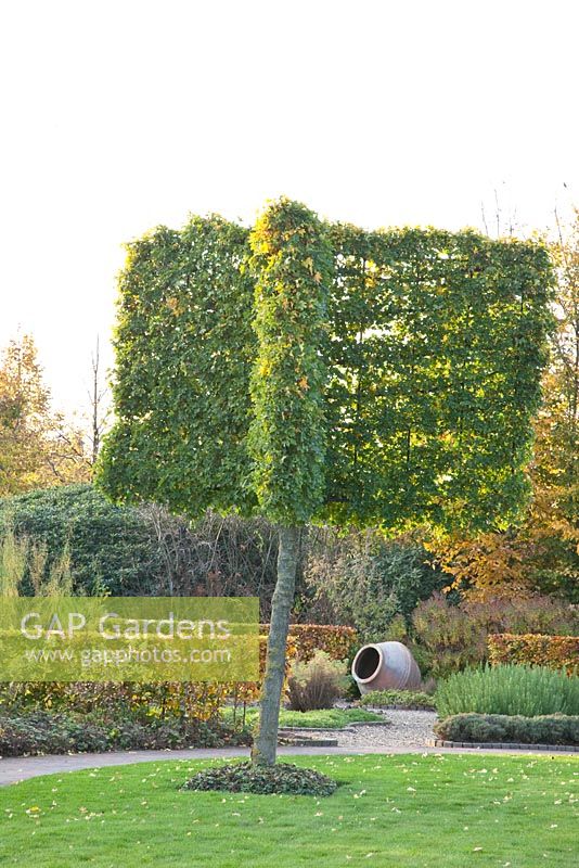 Acer campestre Elsrijk - Trained field maple
