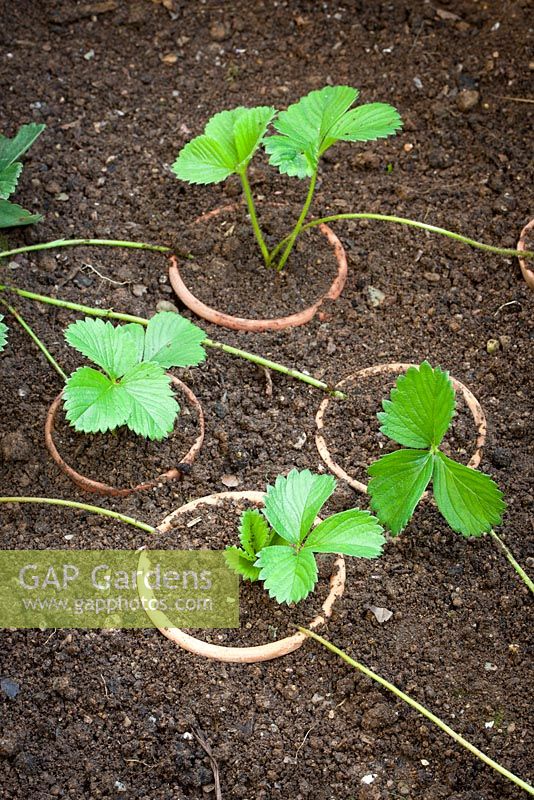 Propagating strawberries by layering into pots sunk in the ground